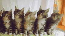 前沿数码资讯：教大家抖音五只猫摇头评论发送方法教程