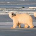 北极熊冬眠（为什么只有怀孕的北极熊能冬眠？）