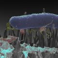 一些昆虫的翅膀例如蝉和蜻蜓具有纳米柱状结构一旦接触就会杀死细菌