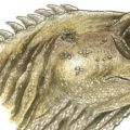 布里斯托尔大学的本科生重建了两种古代爬行动物的头骨