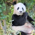 教育新闻：熊猫对食草动物和食肉动物性状的综合解释