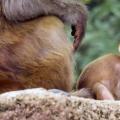 科学新闻：研究发现在认知灵活性方面猴子的表现优于人类