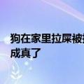 狗在家里拉屎被扫地机器人涂了一家人网友：郭德纲的笑话成真了