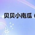 贝贝小南瓜（贝贝）2023年05月25日更新