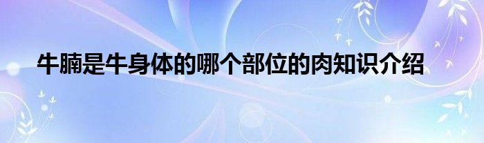 牛腩是牛身体的哪个部位的肉知识介绍