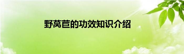 野莴苣的功效知识介绍