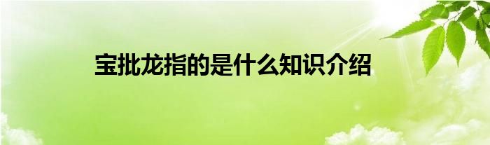 宝批龙指的是什么知识介绍