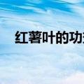 红薯叶的功效与作用及食用方法知识介绍